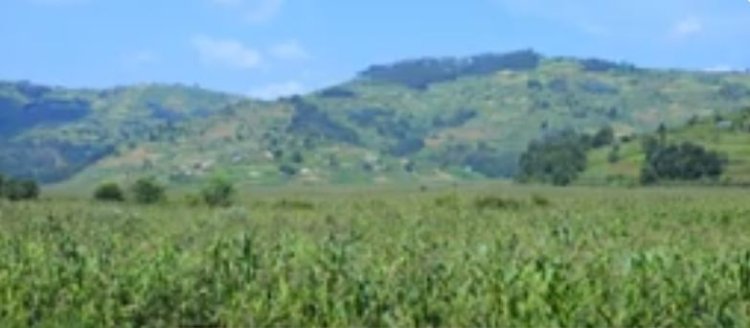 Hamuritswe Umushinga wa miliyari witezweho guteza imbere ubuhinzi mu gishanga cya Kimiranzivu