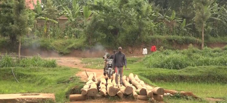 Gatsibo: Babangamiwe no kwambukira ku kiraro cy’inginga z’ibiti binyerera