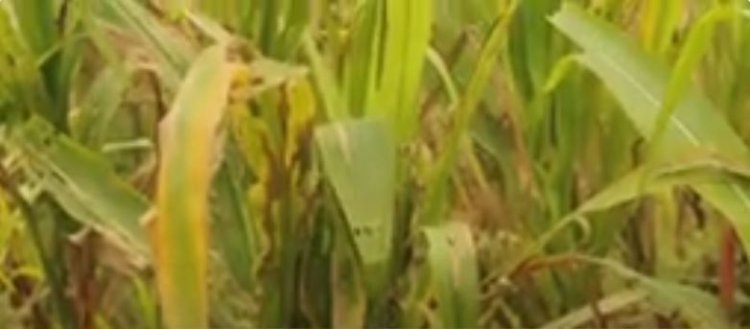 Rubavu: Bahanganye n’ingaruka n’imbuto y’ibigori bahawe na Leta yanze guheka