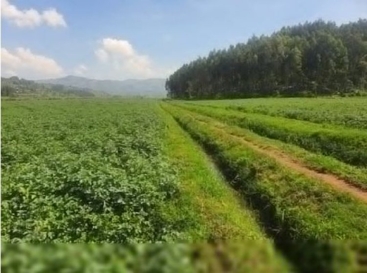 Residents in BURERA district are encouraged to apply for loans for the development of their agricultural activities.