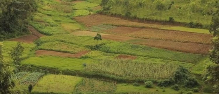 RULINDO: Ntibumva impamvu bacibwa amafaranga iyo imyaka bahinze iteze neza