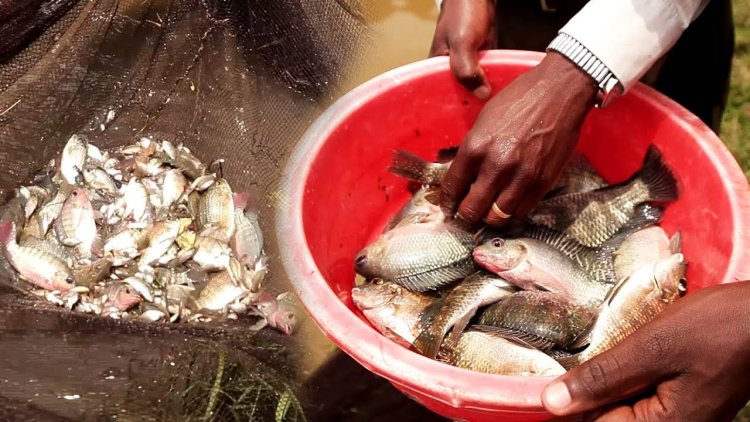 Umusaruro w'ubworozi bw'ibinyabuzima byo mu mazi nturagera ku rwego rushimishije