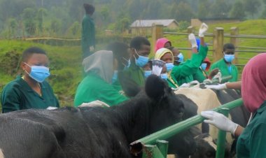 Nyabihu: Abarozi b’inka bo mu murenge wa Bigogwe barishimira ko inka zabo ziri guhabwa ibinini bya vitamine