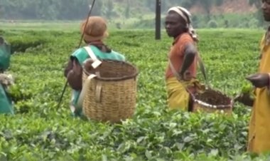 Nyaruguru: Abakora mu cyayi nka nyakabyizi barasaba ko ikiguzi cyo ku munsi cyakongerwa