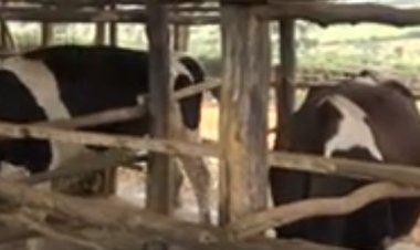 Kayonza: Aborozi b’inka barasabwa kororera mu biraro, aho gukoresha inzuri