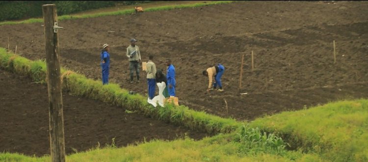 Nyabihu-Musanze:Kutabona aho bakura imbuto z'ibirayi zizewe n'ubuhunikiro; imbogamizi ku bahinzi b'ibirayi