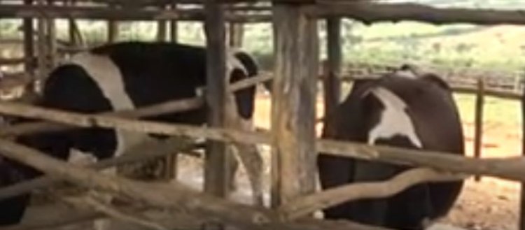 Kayonza: Aborozi b’inka barasabwa kororera mu biraro, aho gukoresha inzuri