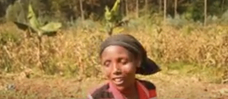 Burera:  Abahinzi b’ibigori barataga igihombo batewe n’igiciro gito kigurirwaho umusaruro wabo