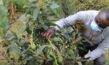 Amajyepfo: Guterera hamwe igiti cy’imbuto n’ababiciye byazamuye ubwiyunge