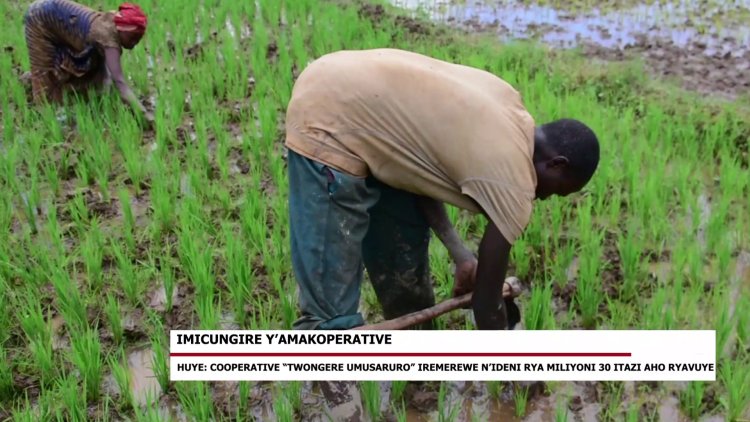 Huye: Koperative "Twongere umusaruro" iremerewe n'ideni rya miliyoni 30Frw itazi aho ryavuye