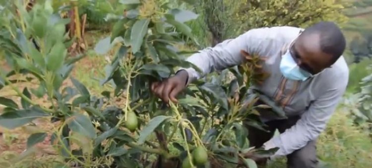 Amajyepfo: Guterera hamwe igiti cy’imbuto n’ababiciye byazamuye ubwiyunge