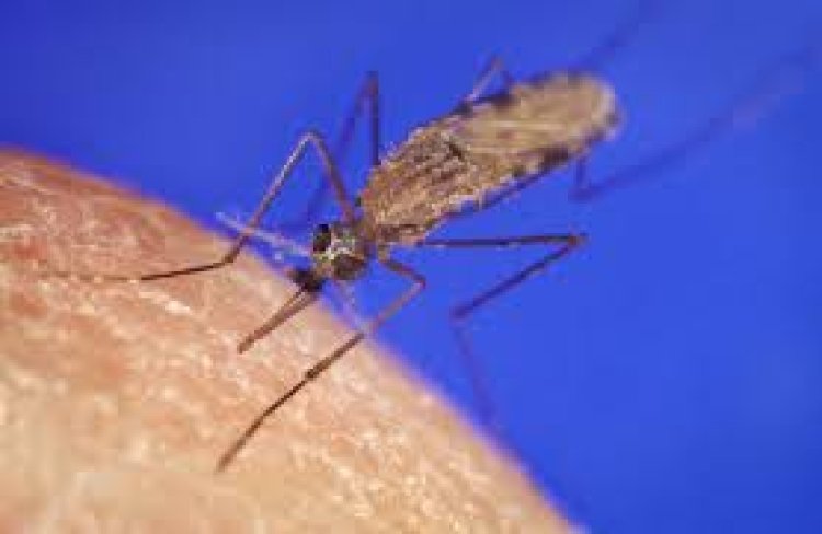 Gukoresha uburyo bukomatangije bwo kurwanya malaria byitezweho kuyirandura muri 2030