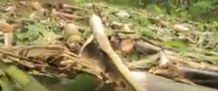 Ninde uzabazwa igihombo  cy’imyaka y’abatishoboye yaranduwe ngo bubakirwe nyuma ubuyobozi bukivuguruza?