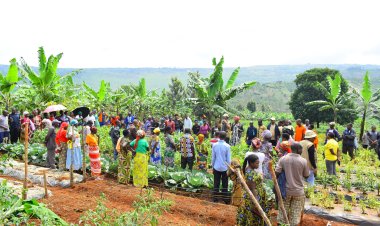 Uruhare rw'ibigo by'imari mu kuzamura umusaruro w'ubuhinzi n'ubworozi