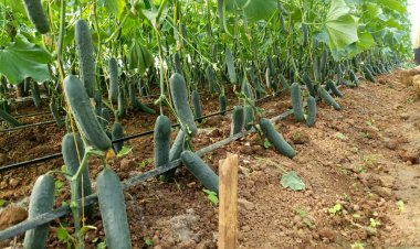 Urubyiruko rukora ubihinzi ruri guhuzwa n'amaresitora yakira abashyitsi mu Rwanda