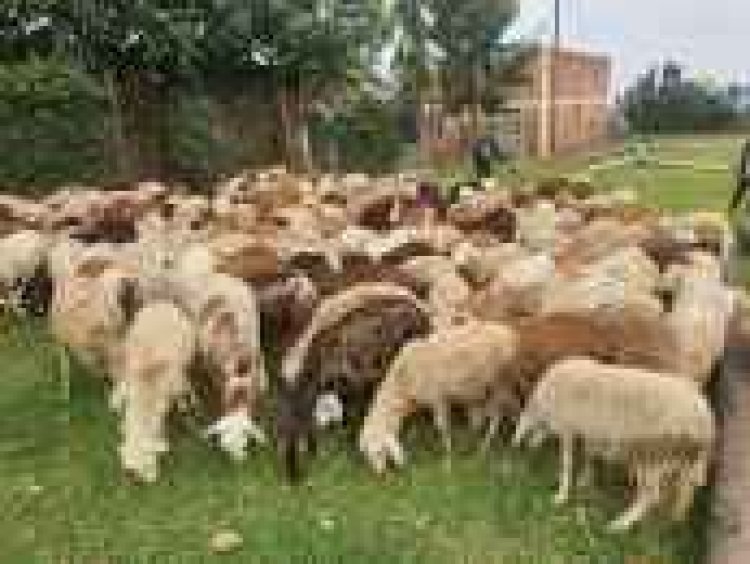 Bahisemo kudacuruza inyama z'intama kuko batabona abazigura