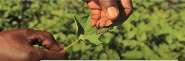 GICUMBI: Bahangayikishijwe n'indwara iri gufata imyaka bahinze mu mirima