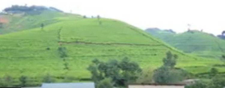 RUBAVU: Barasaba ko ifumbire n’imbuto by’icyayi byashyirwa kuri Nkunganire