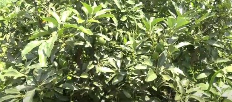 Iburasirazuba: Umusaruro w'imbuto zo mu mushinga KIIWP witezweho kuzamura iterambere ry’abazihinga