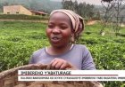 RULINDO: Abahinga n'abasoroma icyayi bemeza ko kimaze kubateza imbere