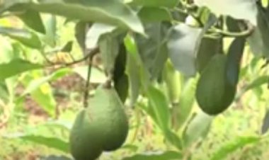 Kayonza: Bahinze avoka zizajya zinjiriza umuhinzi miliyoni zisaga eshatu ku mwaka