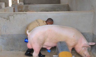 Mu Rwanda hakomeje kuzamuka iterambere ry'ubworozi bw'ingurube mu buryo bw'ikorabuhanga