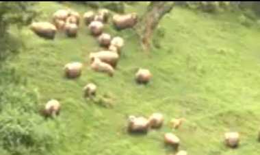 Iburasirazuba: Ntiborora intama kuko bibagora kandi nta barya imyana zazo