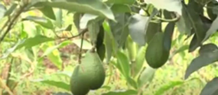 Kayonza: Bahinze avoka zizajya zinjiriza umuhinzi miliyoni zisaga eshatu ku mwaka