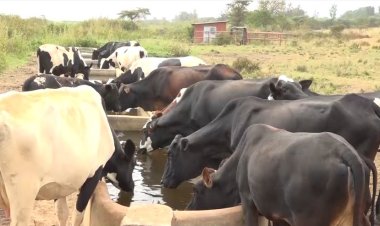 Kayonza: Ku munsi babona litiro 12000 z'amata kubera amazi