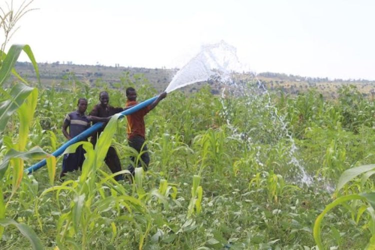 Bugesera: Barasaba kongera ubuso bwuhirwa kuko izuba rituma barumbya