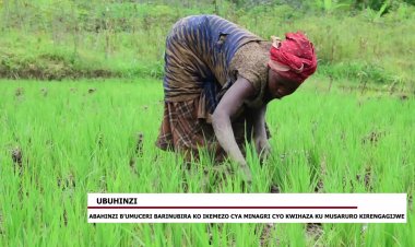 Abahinzi b'umuceri barinubira ko icyemezo cya MINAGRI cyo kwihaza ku musaruro cyirengagijwe
