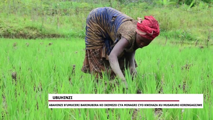 Abahinzi b'umuceri barinubira ko icyemezo cya MINAGRI cyo kwihaza ku musaruro cyirengagijwe