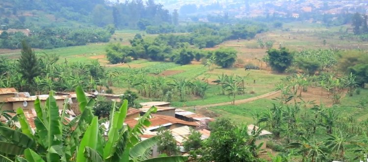 Kigali: Abaturiye ibishanga bahangayikishijwe n'imibu yiyongera