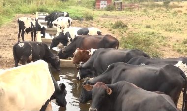 Aborozi b’Inka bavuga ko bahombywa no gukama amata bayajyana ku ma kusanyirizo