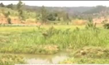 Kirehe: abaturage barasaba igishanga cya Geranium bakakibyaza umusaruro