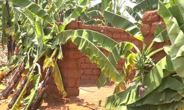 Kirehe: Yabyutse asanga insina nyinshi zirambitse ku muryango