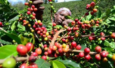 Ikawa iri mu byatumye umusaruro w'ibyoherezwa hanze ugabanukaho mu buhinzi