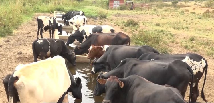 Aborozi b’Inka bavuga ko bahombywa no gukama amata bayajyana ku ma kusanyirizo