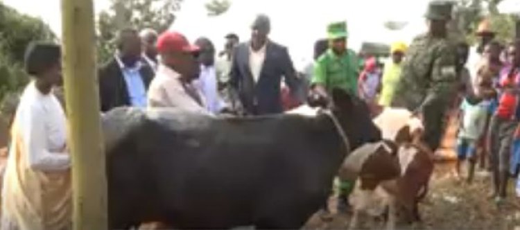 Rwamagana: Barasabira abafata nabi inka za Girinka kuzamburwa