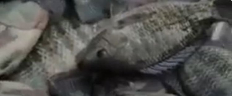 Ese kuki kurya amafi bisigaye bifatwa nk’iby’abifite?