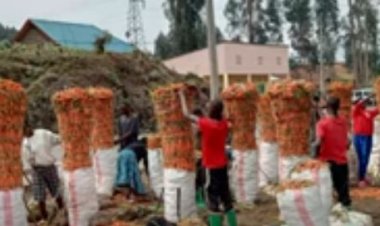 RUBAVU: Abahinga karoti barataka igihombo cyatewe no kubura amasoko