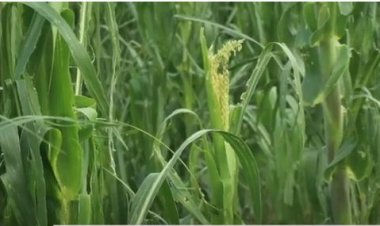 Amajyaruguru: Batewe ubwoba n’inzara y’ahazaza kubera igihombo batejwe n’imvura y’urubura