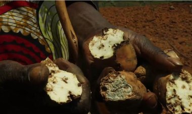 Gakenke: Abahinze ibijumba barataka igihombo nyuma yo gupfira mu mirima