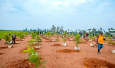 Igiti cyanjye: Barasaba ko hakongerwa ibiti by’imbuto biterwa nk’ibyagira ingaruka nyinshi ku mibereho y'abaturage