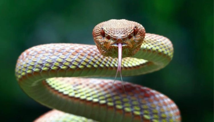 Hari abacyumva ko ubugombozi buhagije ku muntu warumwe n'inzoka