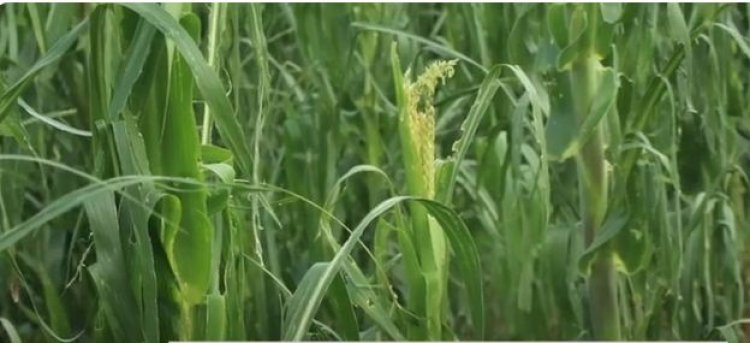 Amajyaruguru: Batewe ubwoba n’inzara y’ahazaza kubera igihombo batejwe n’imvura y’urubura