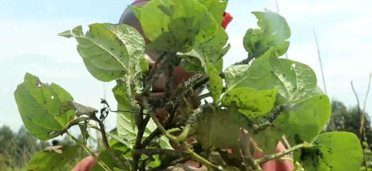 Rutsiro: Bahangayikishijwe n'udusimba turi kwangiza imyaka mu mirima ikaraba