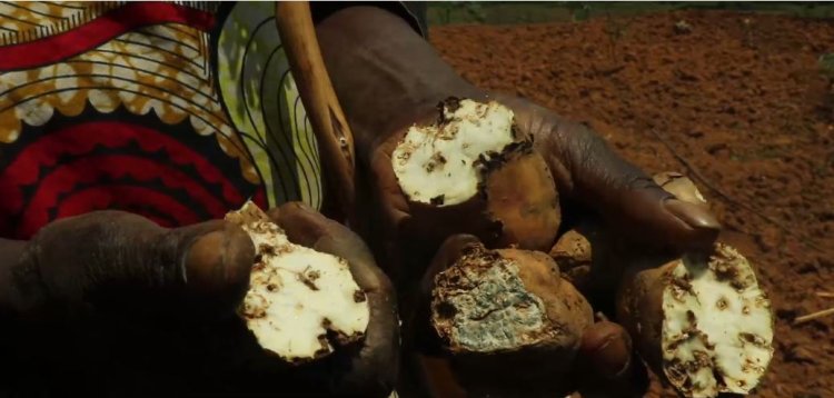 Gakenke: Abahinze ibijumba barataka igihombo nyuma yo gupfira mu mirima