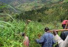 Huye:  Abahinzi barishimira umusaruro w'ubuhinzi butabasaba guhinga intabire