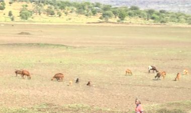 Kayonza: Idamu yarakamye umuceri ubura amazi uhabwa inka